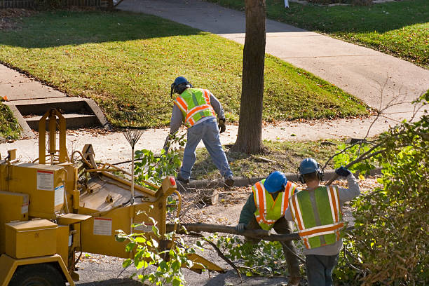 Best Tree Maintenance Programs  in Bassett, VA